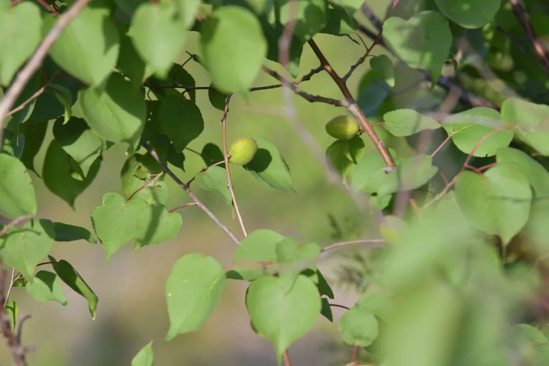 全国网友7天“爆改”一座荒山，蚂蚁森林种下第6亿棵树，“手机种树”书写绿色答卷