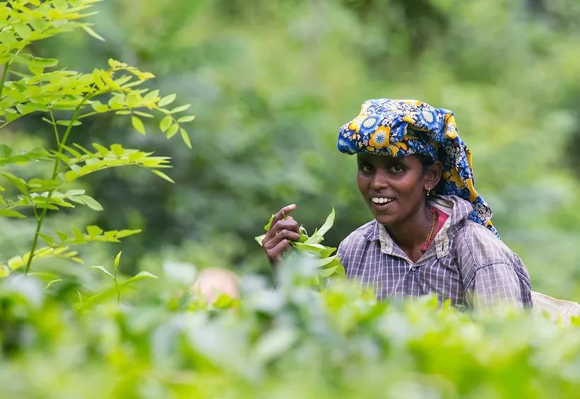 斯里兰卡2025年一季度旅游、侨汇收入皆突破10亿美元大关