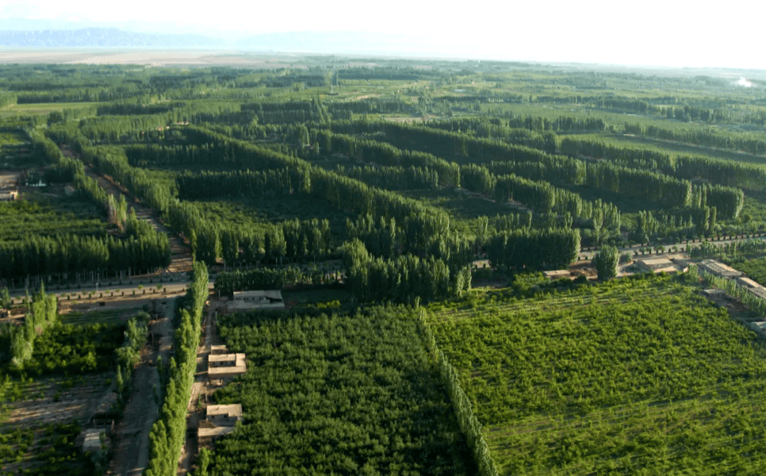 蒙草生态中标1.62亿元“三北”工程生态治理项目