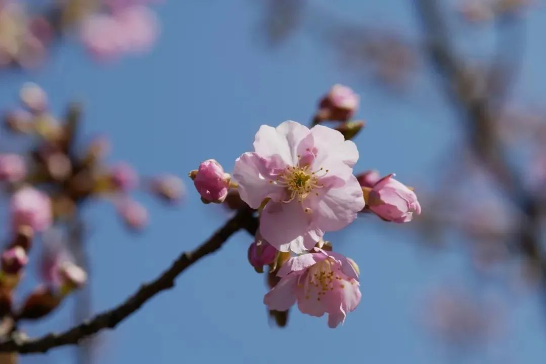 国家卫健委：审查并通过樱花多酚等11种“三新食品”