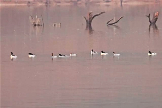 立方风控鸟·早报（5月8日）