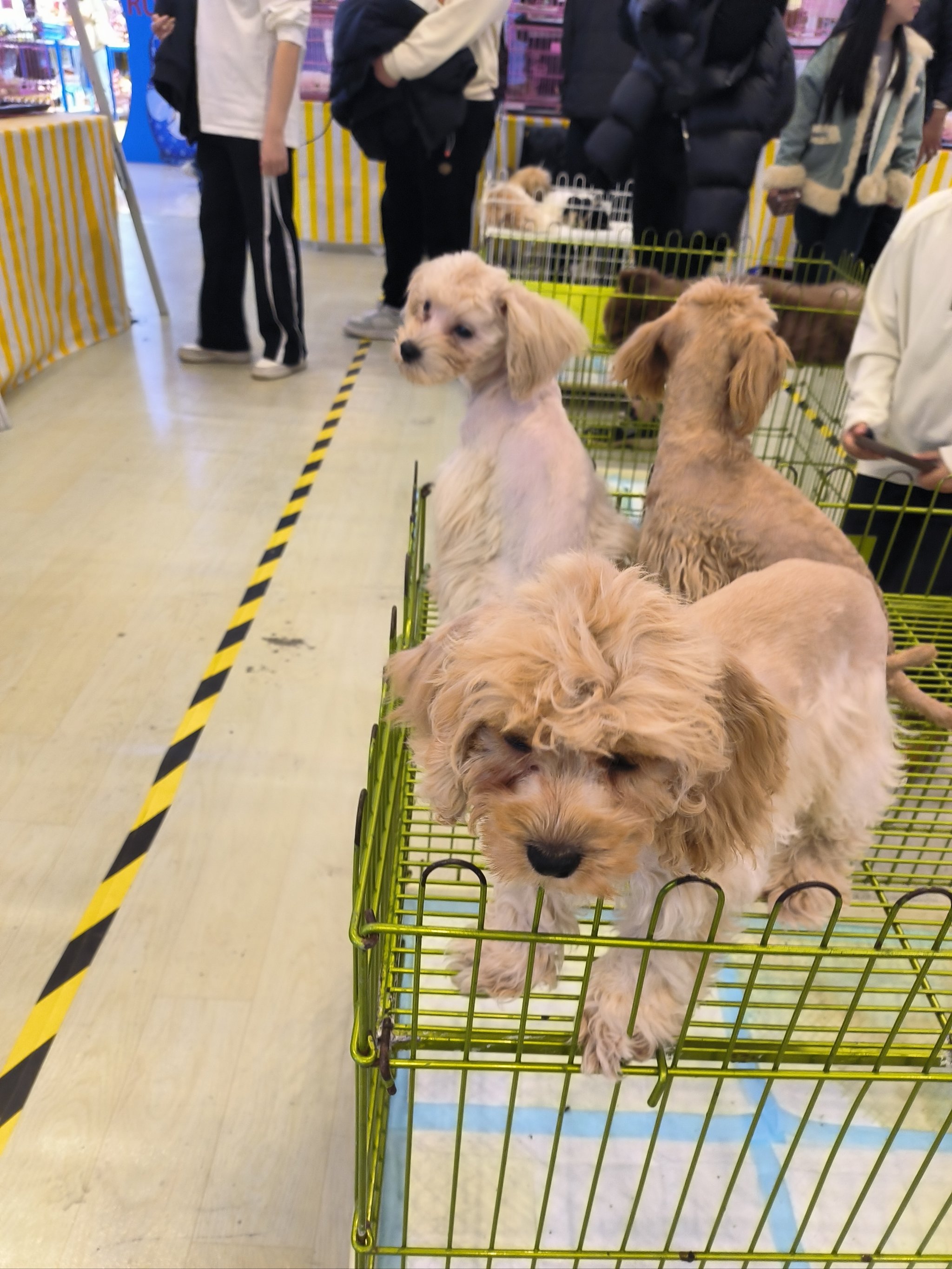 天元宠物在上海新设文化公司