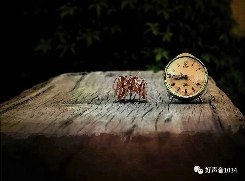 年轮经营 以员工幸福为本的慢成长