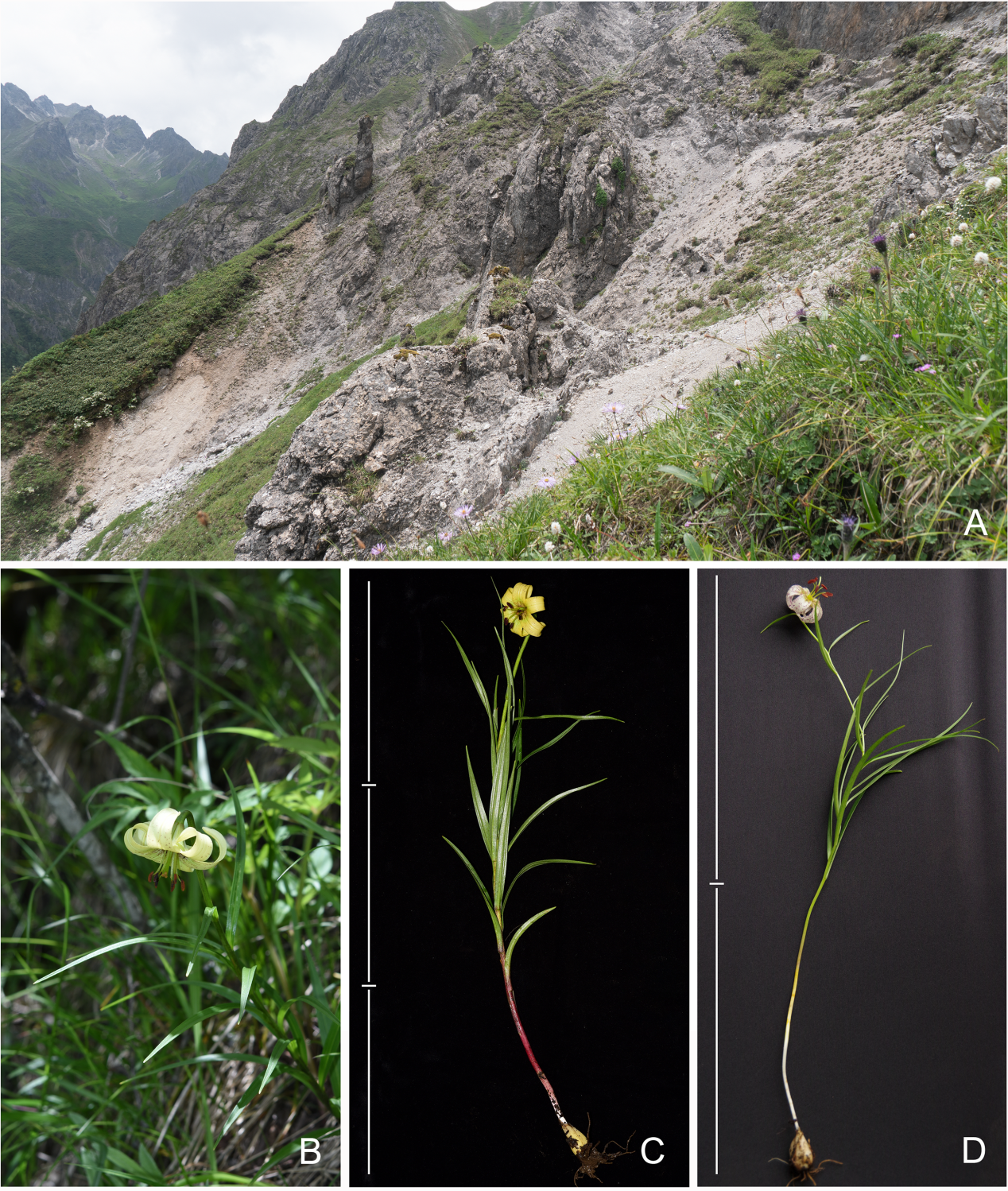 新华鲜报｜万物共生！中国生物多样性保护“给力”