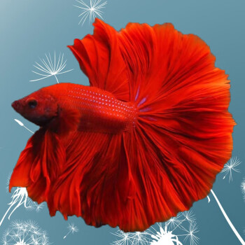 泰国观赏鱼位居中国第三大进口国