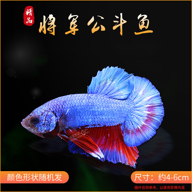 泰国观赏鱼位居中国第三大进口国