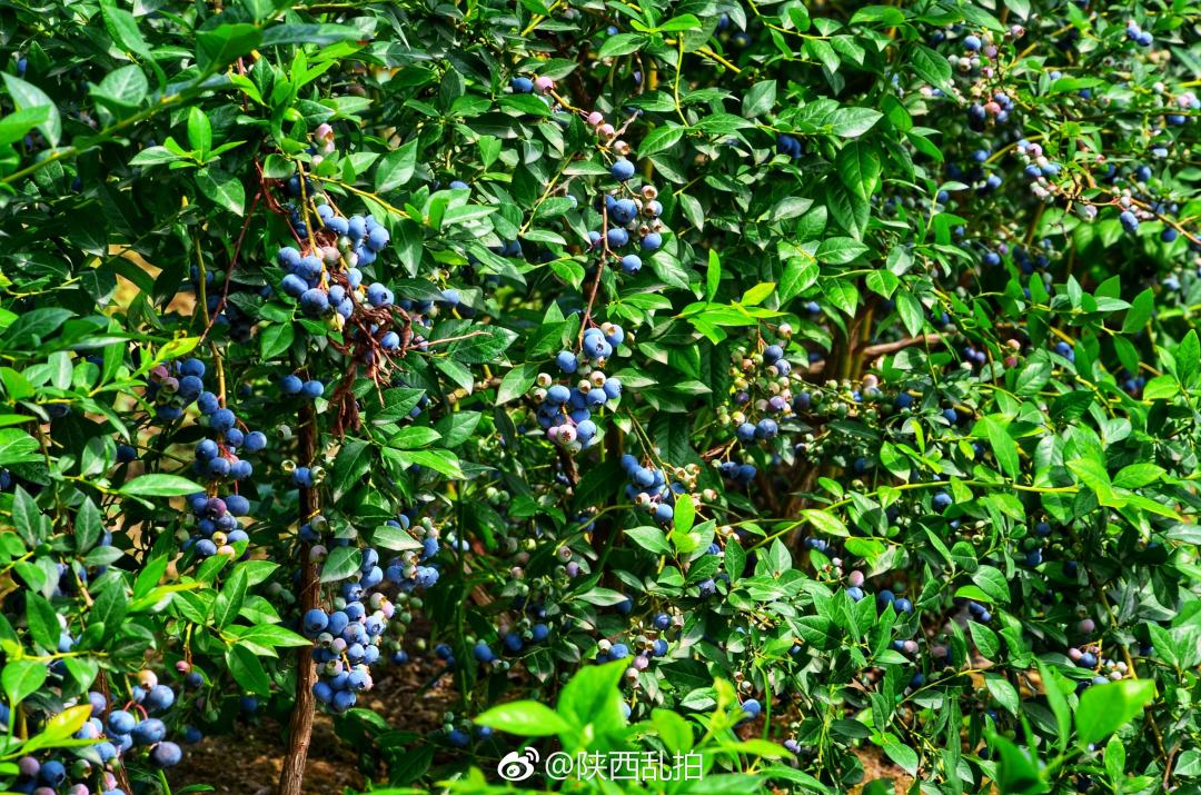 津巴布韦蓝莓等浆果出口收入增长351%