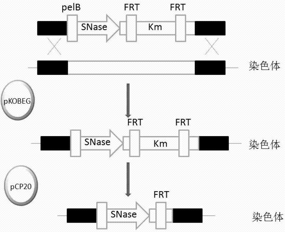 会通股份获得发明专利授权：“一种强韧平衡的全生物降解材料及其制备方法”