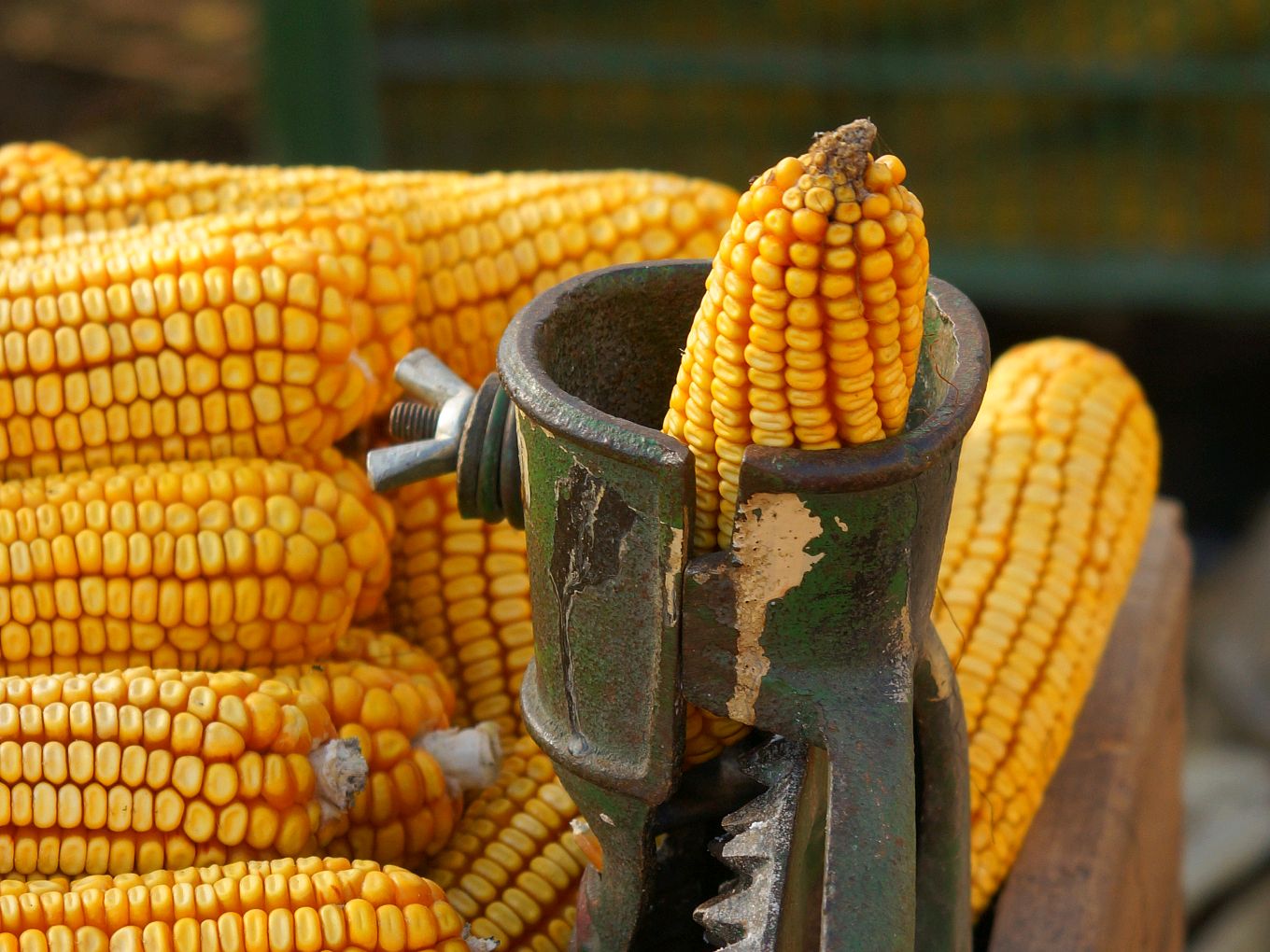 卓创资讯：6月中上旬华北玉米价格或存上涨空间