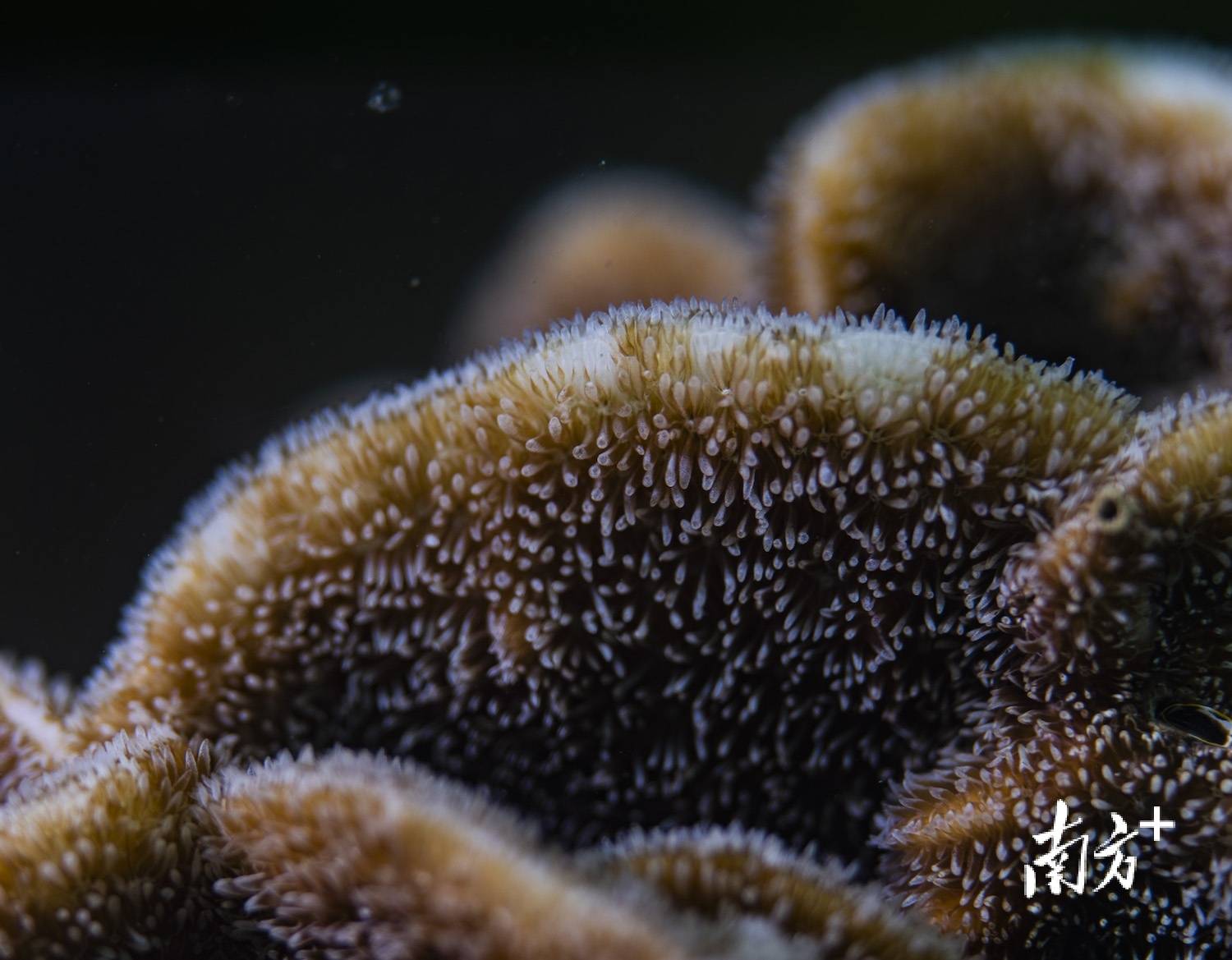 从“种珊瑚”到“育珊瑚” 海底“造林”有了新进展