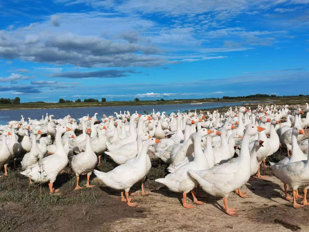 新华鲜报丨世界海洋日，“雪龙2”号带来极地海洋新故事