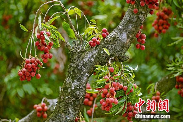 茂名荔枝“触网”记，“千亿扶持”如何让荔枝从“小特产”到“大生意”