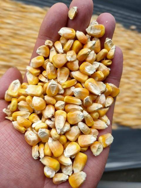 玉米概念上涨2.18%，10股主力资金净流入超千万元