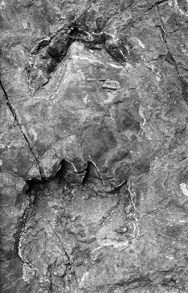 远古发现丨我国科学家领衔发现约1亿年前“僵尸昆虫”