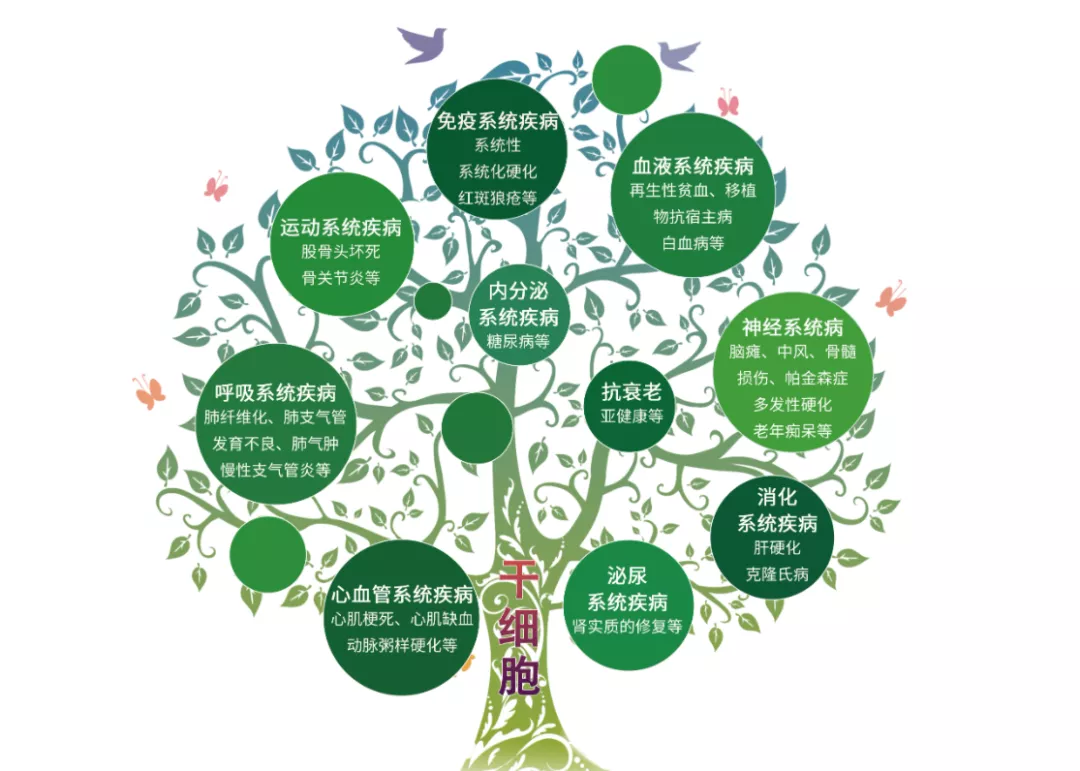 基因编辑技术构建出人类抗衰老细胞