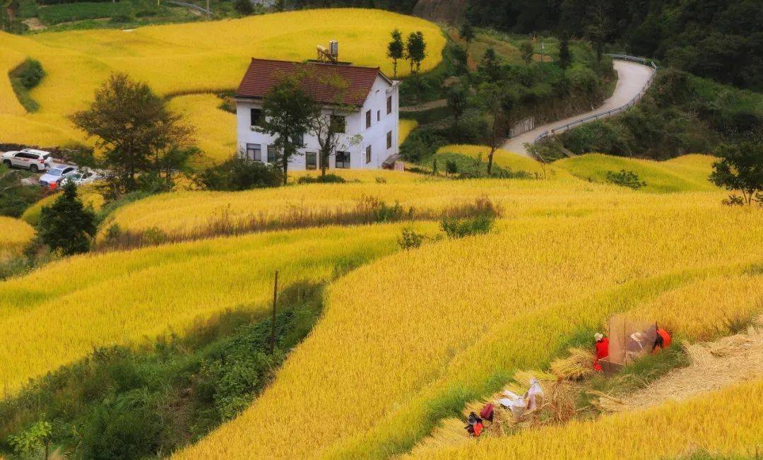 台州椒江新晋网红打卡地，稻田边有宝藏“壁画”