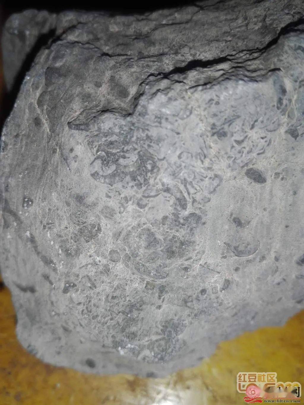 远古珊瑚化石警示未来海平面可能骤然上升