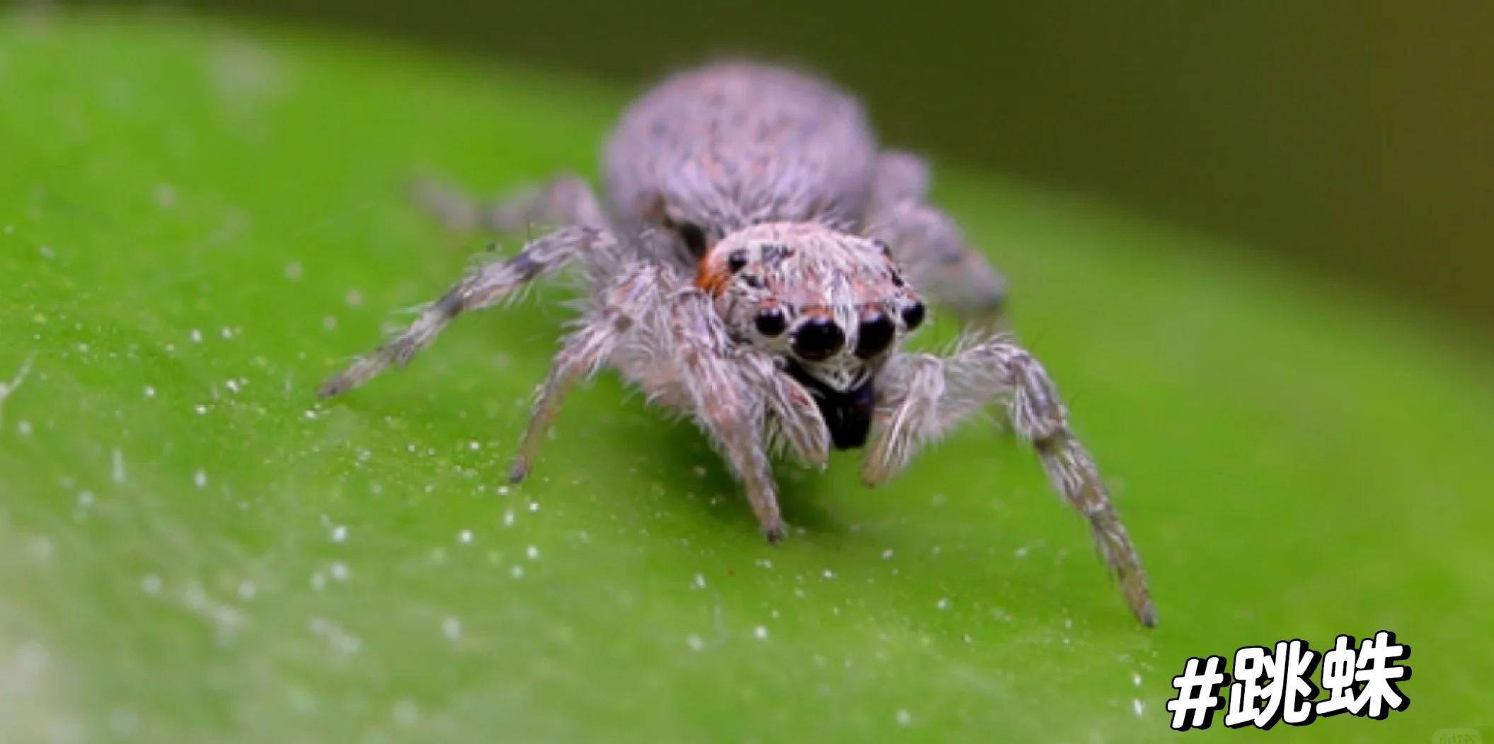广西发现跳蛛新种——花坪尼格蛛