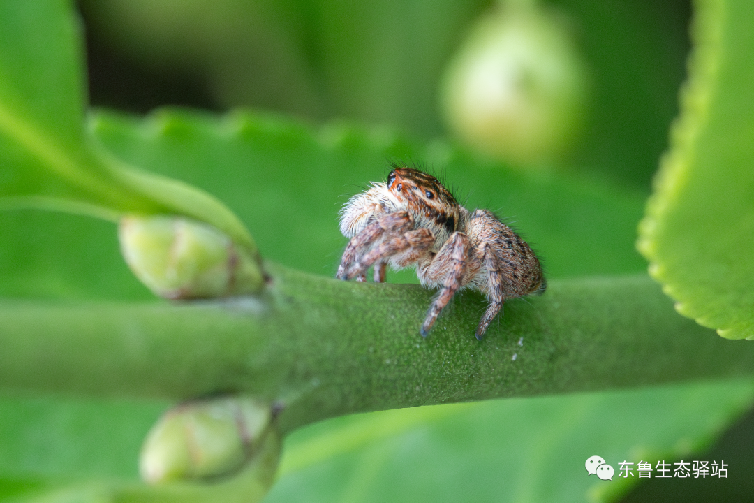 广西发现跳蛛新种——花坪尼格蛛