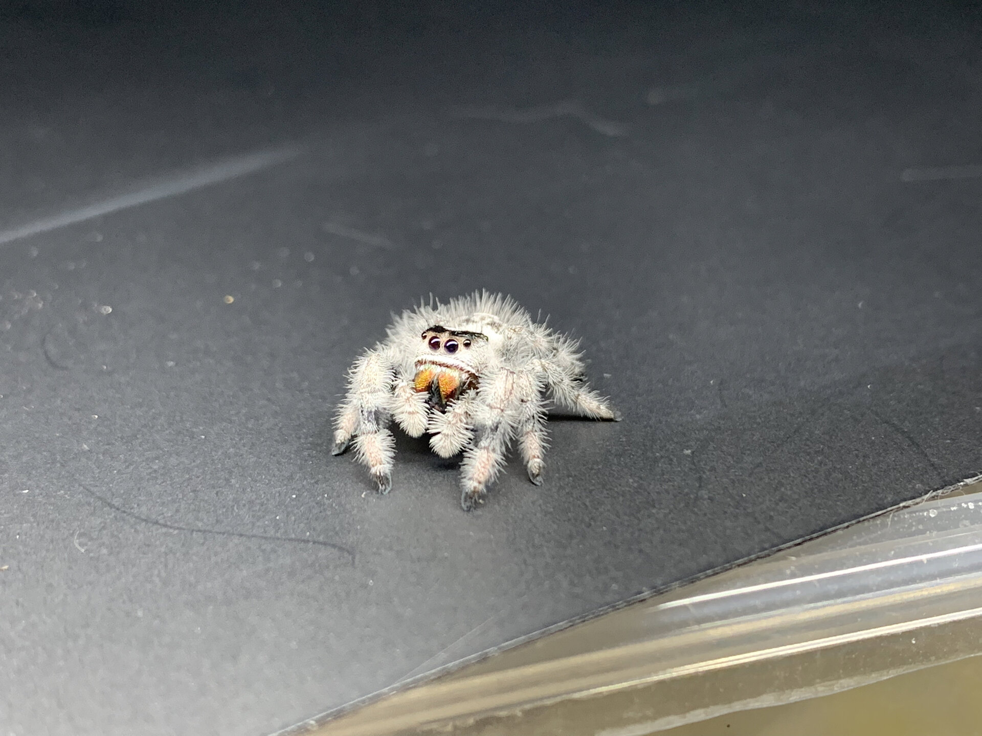 广西发现跳蛛新种——花坪尼格蛛