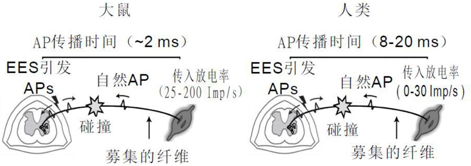 超薄植入物帮助脊髓损伤大鼠恢复运动功能