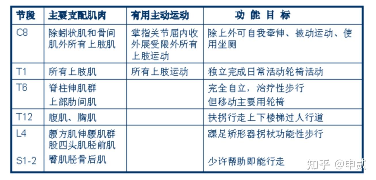 超薄植入物帮助脊髓损伤大鼠恢复运动功能
