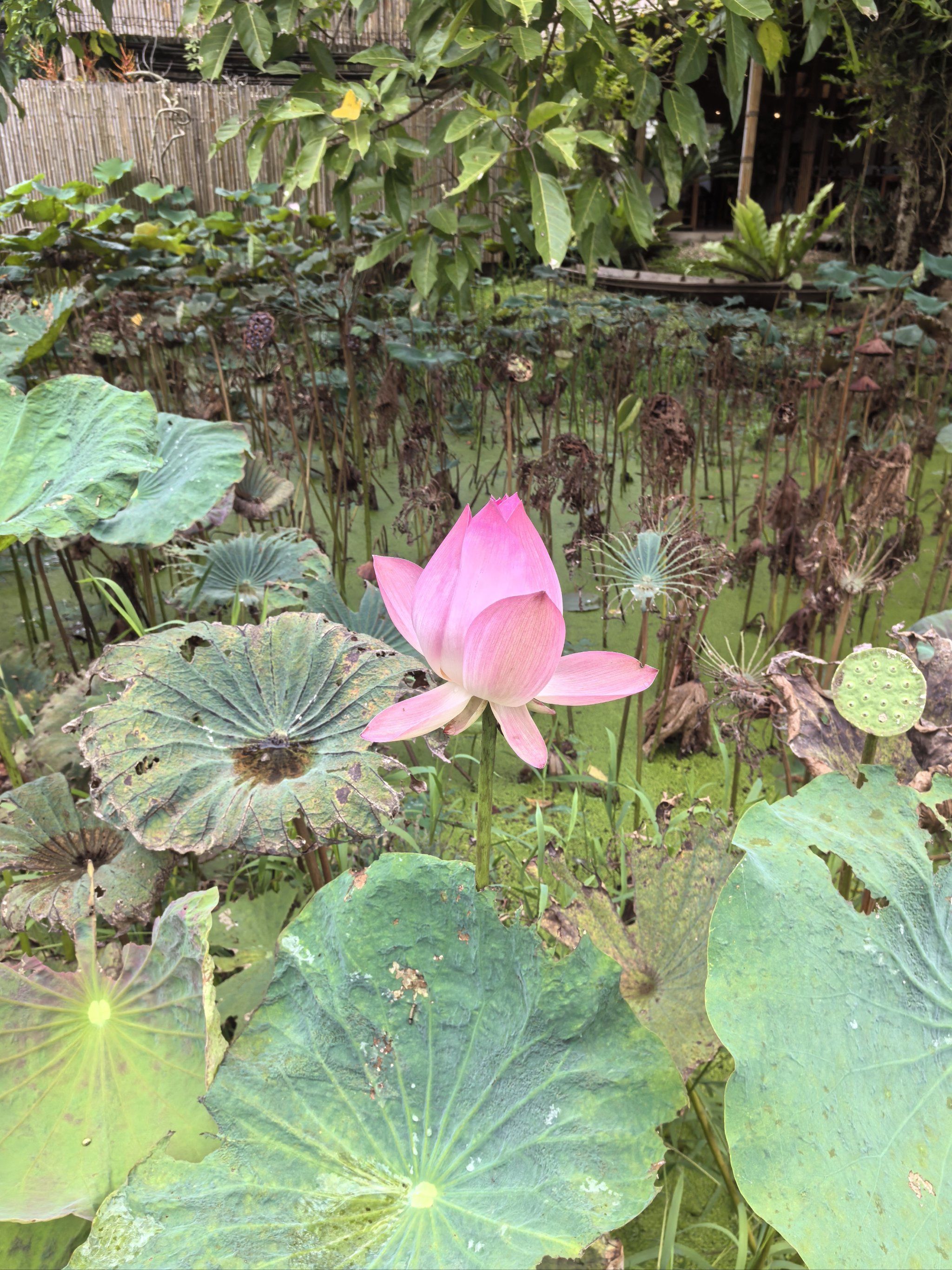 果真“白衣骑士”！这家央企借道可转债，跻身浦发银行前十大股东！