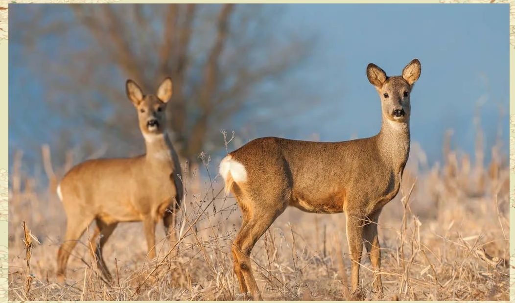 科普｜新研究：灵长类动物中并非总是雄性“说了算”