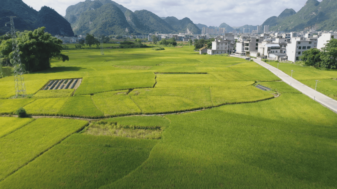 我国早稻由南向北陆续开镰 收获进度已过三成