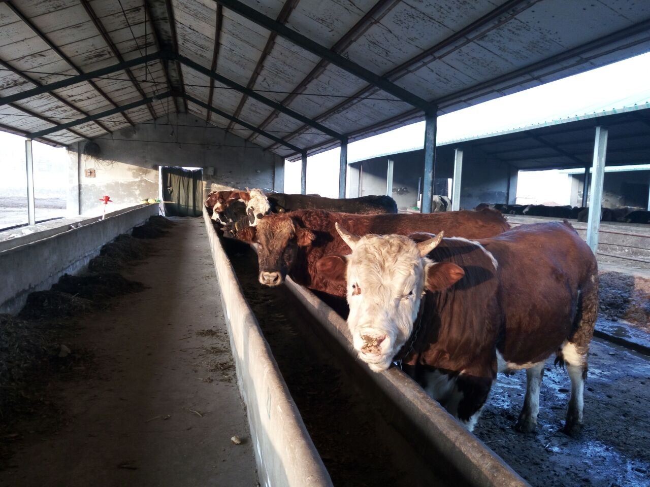 一季度日均处置94头牛，天润乳业上半年最高预亏2600万元，全年30亿目标如何逆势实现？