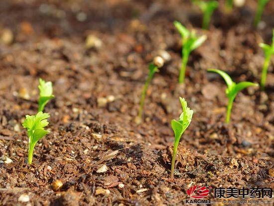 盘龙药业：公司自主研发1.1类中药创新药PLZY-001临床探索加速