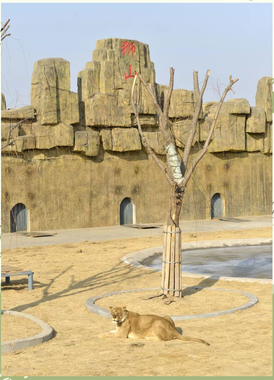 河南殷墟王陵区发现中国迄今最早“野生动物园”