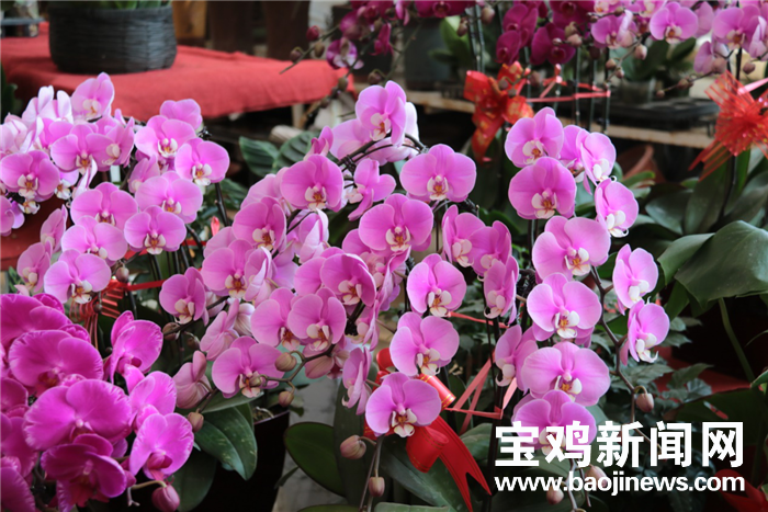 春节服务市场提前升温 58到家数据显示宠物寄养、深度保洁猛增四成