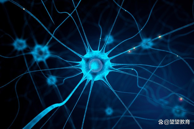 科普｜科学家发现了大脑中的“动力刹车”