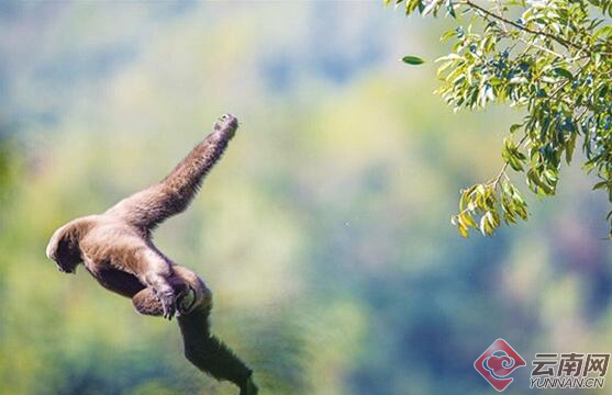 追踪“天行者”：科研影像揭示天行长臂猿的真实生活