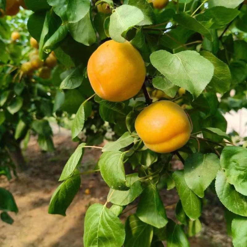 金太阳龙虎榜数据（1月16日）