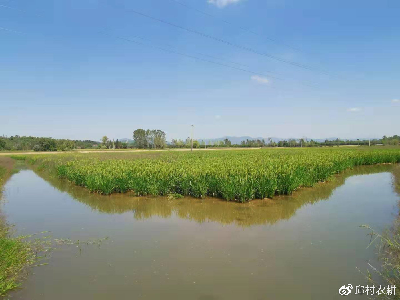 利比里亚农民呼吁支持本土有机稻米,以健康与可持续性对抗廉价进口