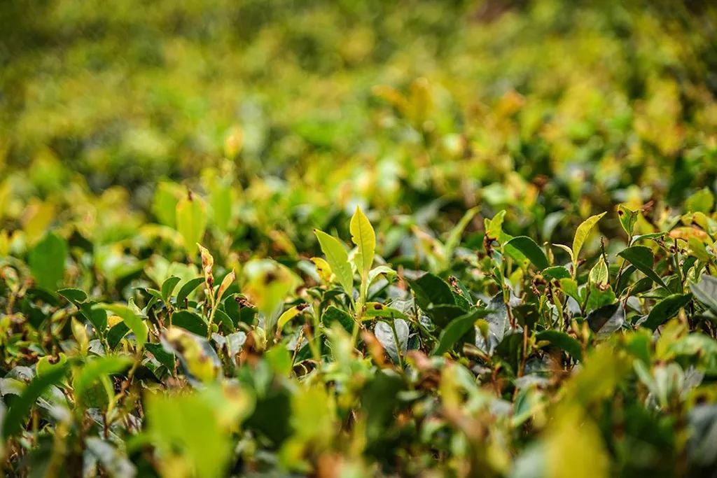 斯里兰卡护照在2026年亨利护照指数中排名第93位 可免签39个国家和地区