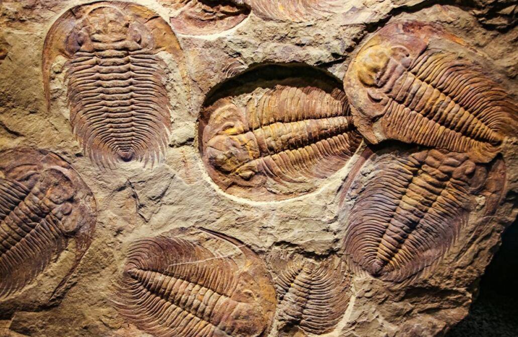 5亿年前的生物大灭绝有什么秘密？新化石群给出线索