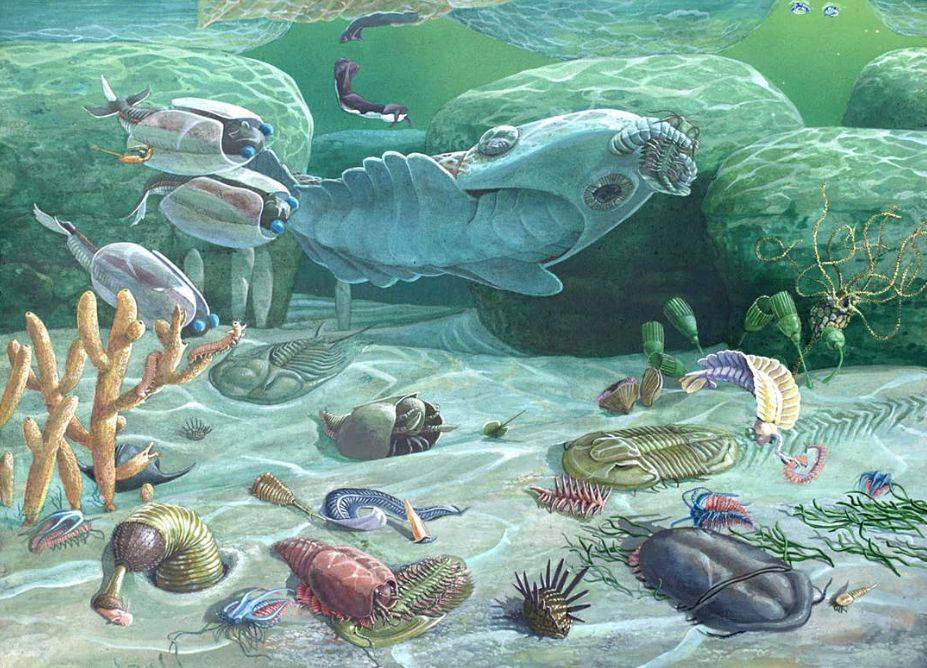 5亿年前的生物大灭绝有什么秘密？新化石群给出线索