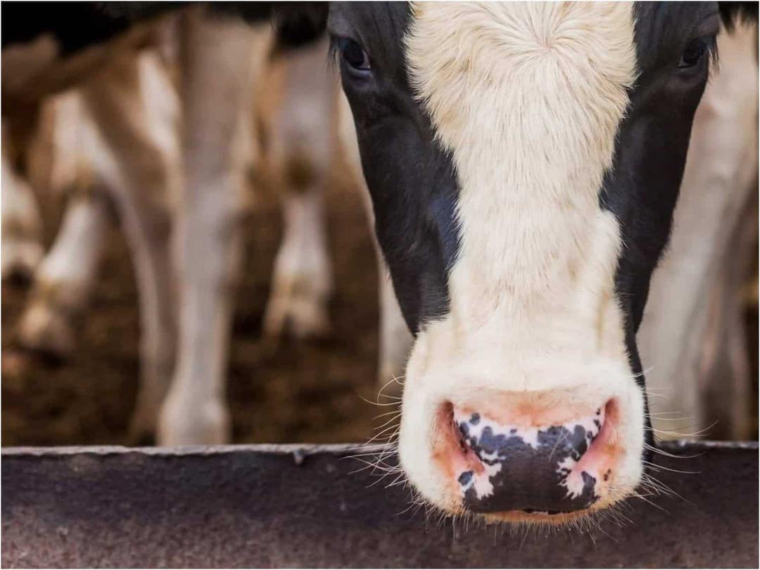 南非公布口蹄疫防控国家战略