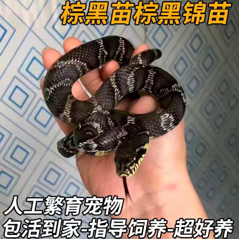 不要在心里养一条毒蛇