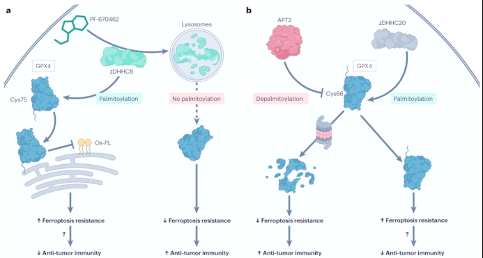 新研究揭示免疫系统的“快速刹车”机制