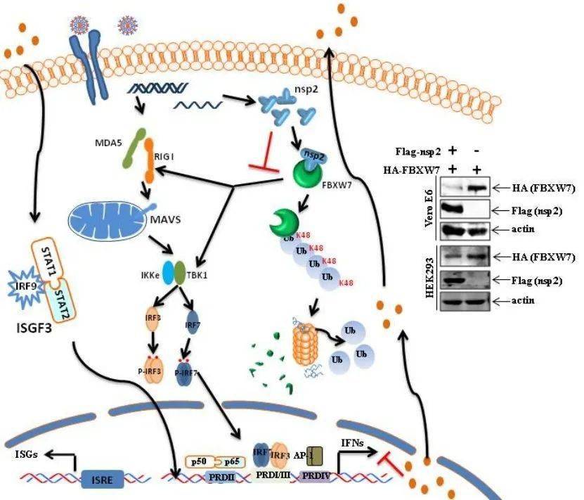 新研究揭示免疫系统的“快速刹车”机制