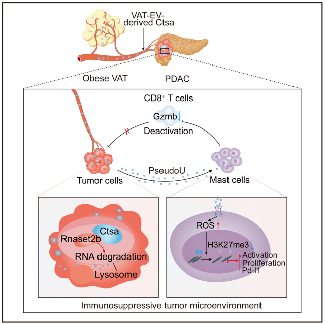 新研究揭示免疫系统的“快速刹车”机制