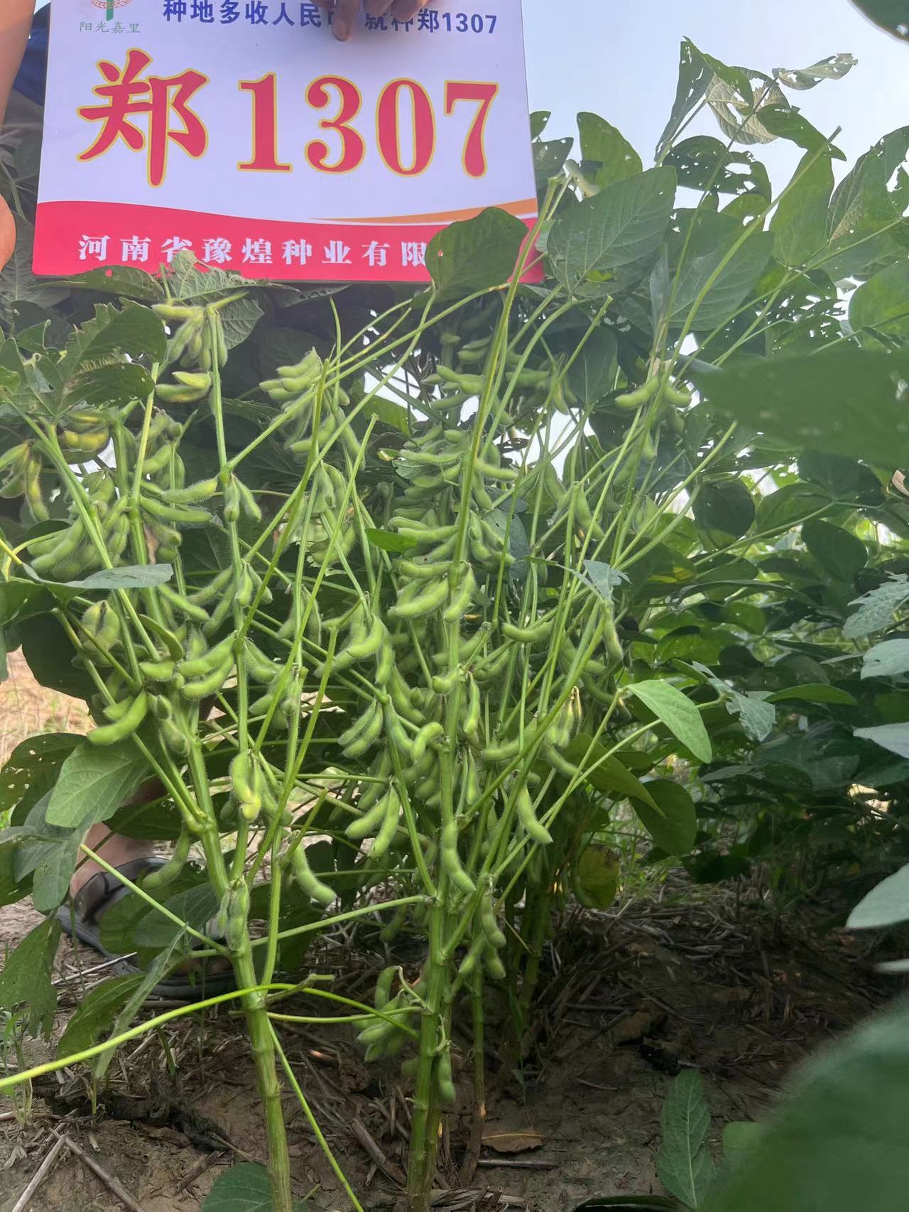 国投丰乐：国投种业目前没有大豆粮油种业公司