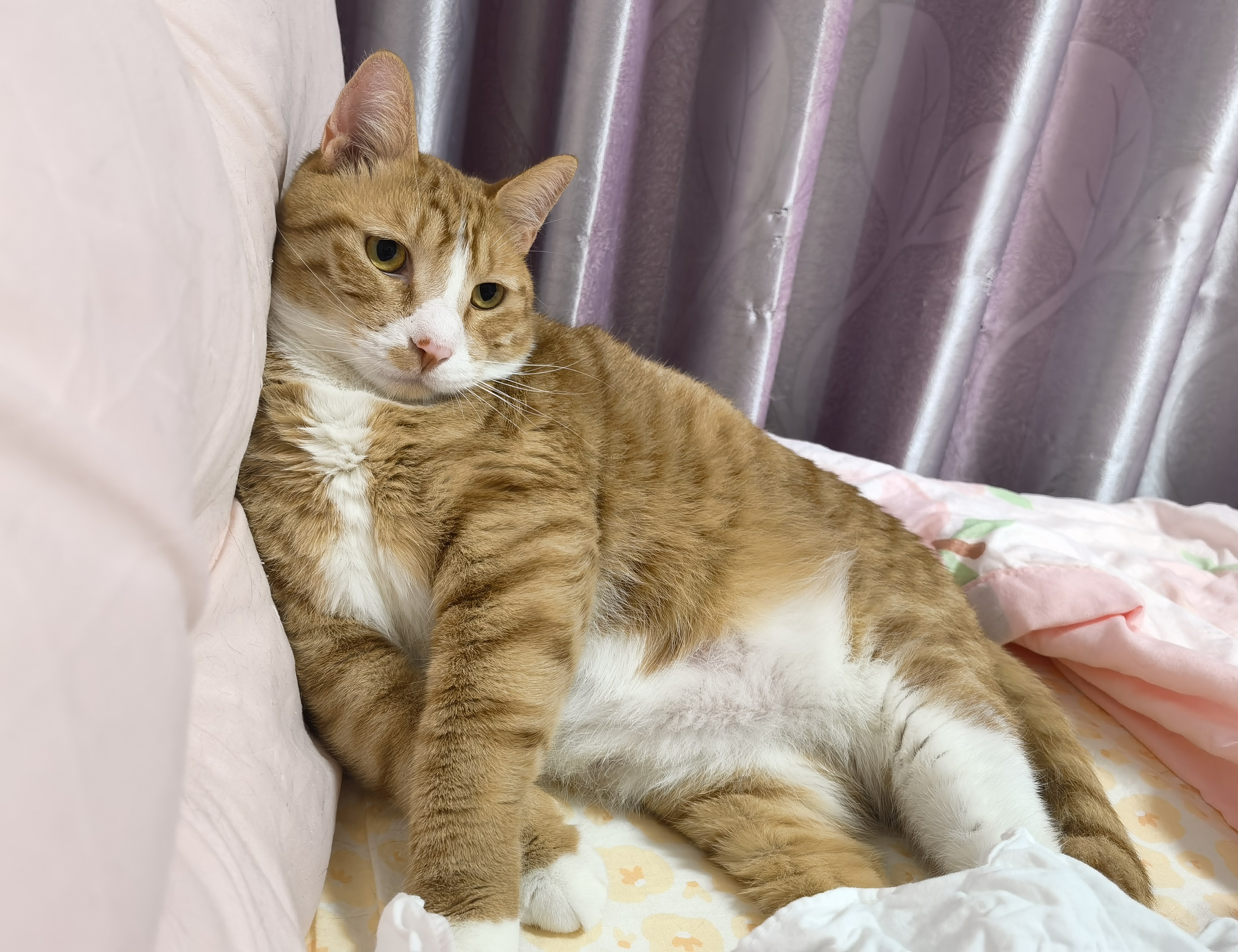 风语筑换手率24.93%，沪股通龙虎榜上净卖出3468.38万元