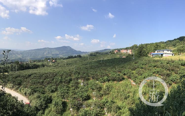 找准“甜密码” 深山小村“盛产”大学生