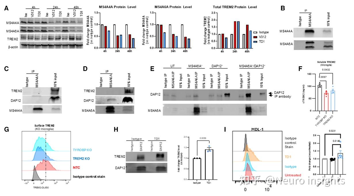 研究：脑血管功能变化可能与阿尔茨海默病风险相关