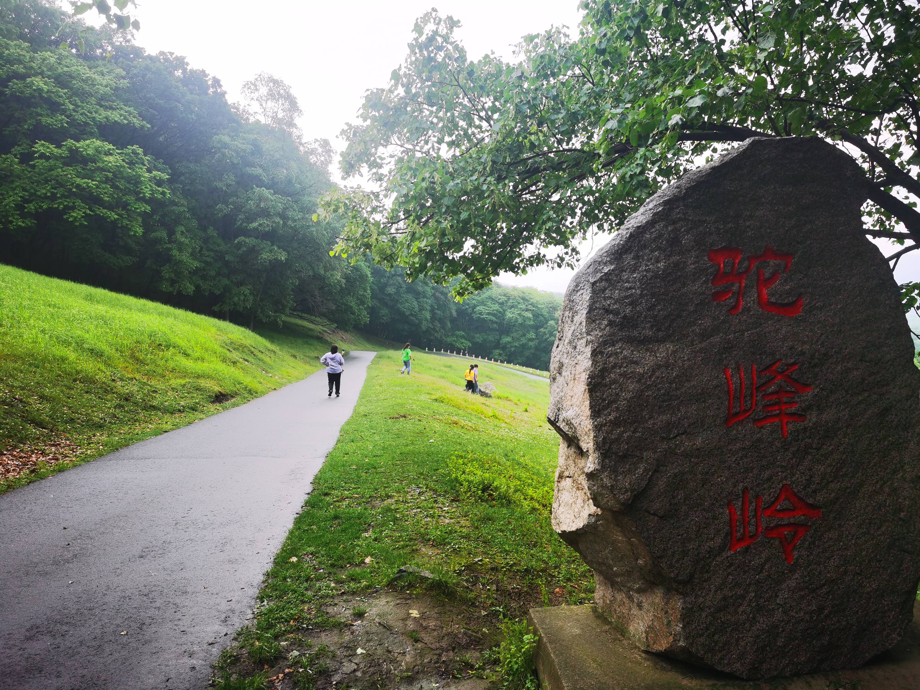 从“皇家鹿苑”到百亿产业链 中国梅花鹿之乡吸引上市公司抢滩